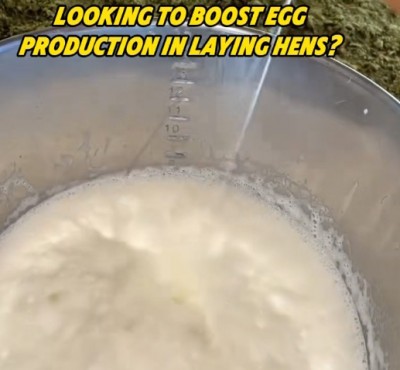 मुर्गियों में अंडे के उत्पादन को बढ़ाने के लिए देख रहे हैं?